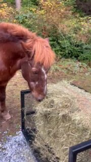 New product is livestock approved 👌 

UT10G – 1 Ton 22.1hp Utility Track Loader:
22.1hp Honda gas engine, Rated Operating capacity of 840 lbs (380 kg), multiple attachments.

Your go-to solution for landscaping, material handling, and more!

See more at: https://tsunamiequipment.ca/

#construction #heavymachinery #yardwork #machinery #loader #homestead #farmlife #yardmaintenance